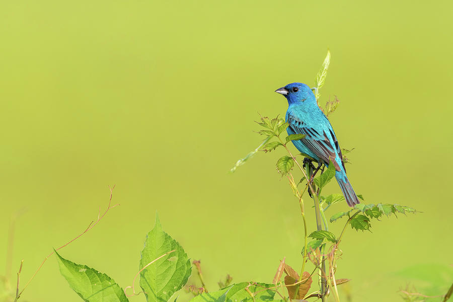 Indigo Bunting Photograph by Clay Guthrie