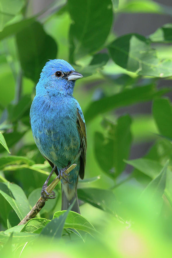 Indigo Bunting Closeup Photograph by Danielle Christine White - Fine ...