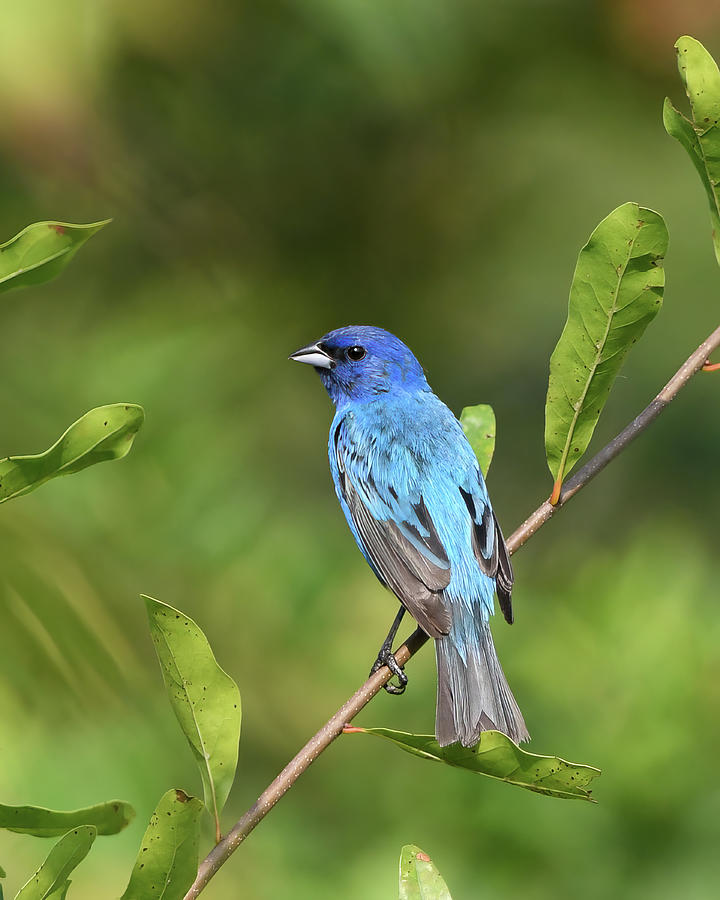 Indigo Bunting Photograph by Gary Zulauf - Fine Art America