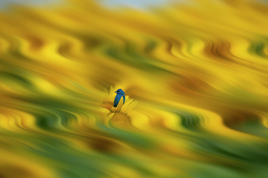 Indigo bunting in swaying sunflower field Photograph by Dan Friend