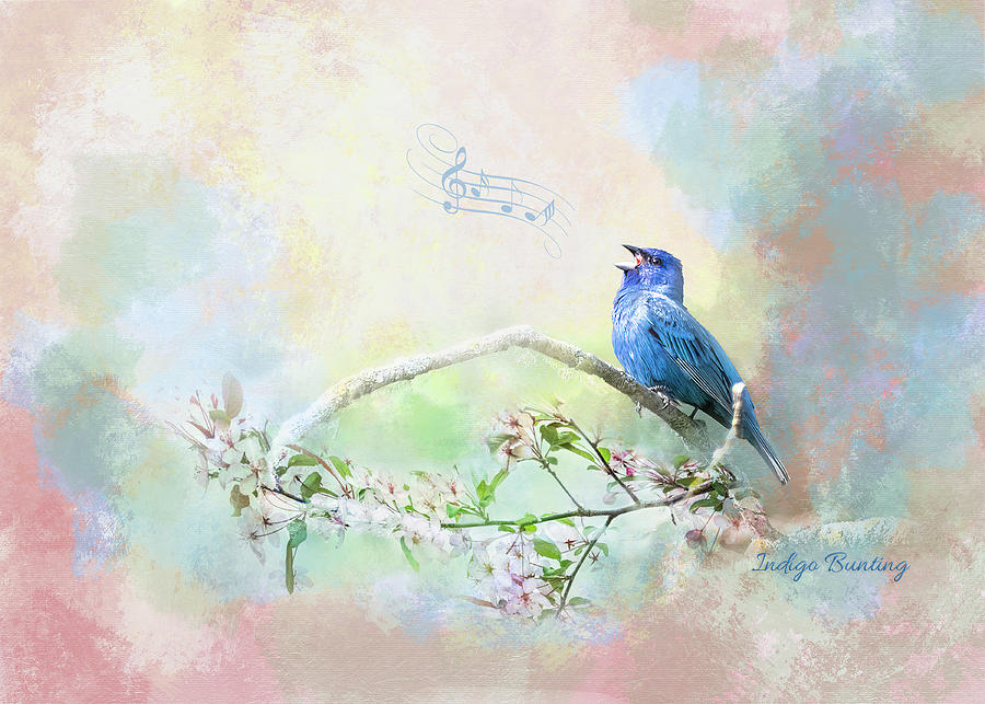 Indigo Bunting Music Mixed Media by Patti Deters