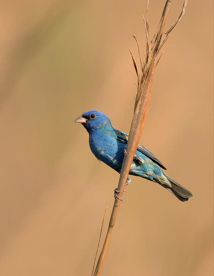 Nature Photograph - Indigo Bunting on a stalk of grass by William Mertz Photography
