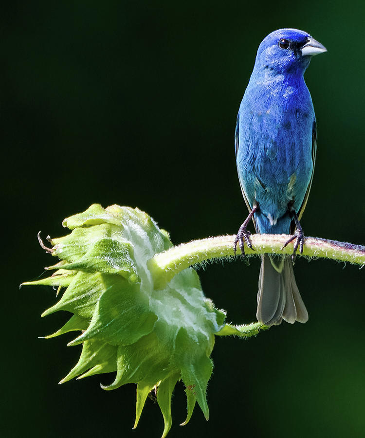 Indigo Bunting On Sunflower Photograph By Chantal Taunton 