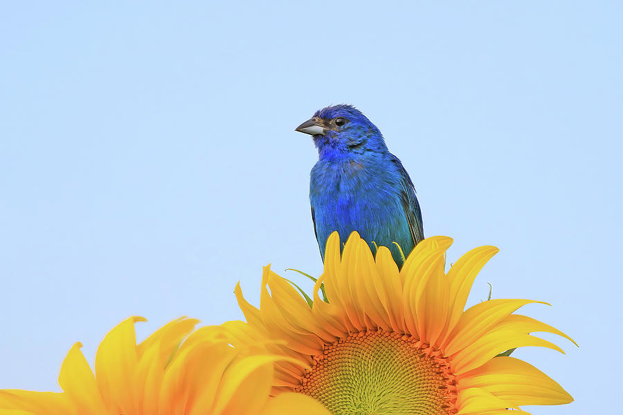 Indigo Bunting on Sunflower Photograph by Shixing Wen Fine Art America