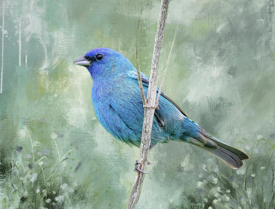 Indigo Bunting Photograph by Pam Rendall