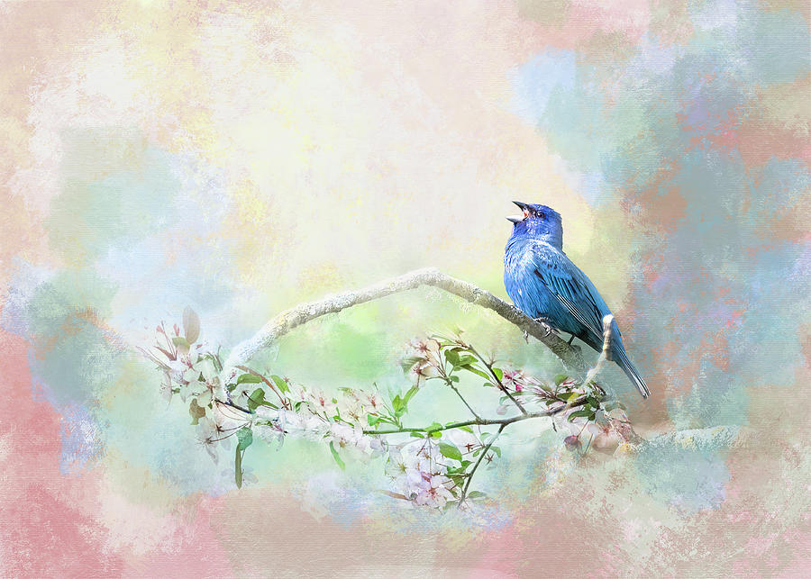 Indigo Bunting Song Photograph by Patti Deters