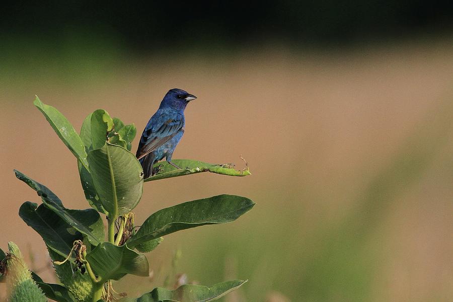 Bunting Photograph - Indigo Bunting by Stacey Steinberg
