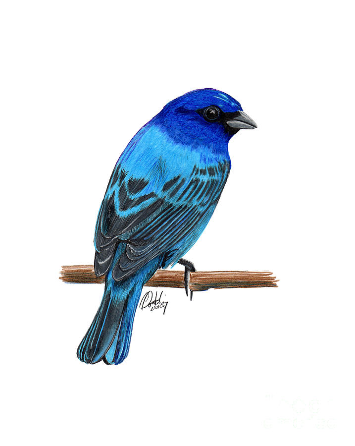 Indigo Bunting Mixed Media by Stephen Oosterling