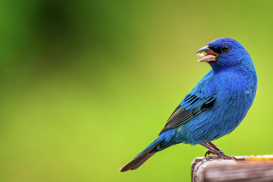 Indigo Bunting With Food Photograph by Geoffrey Baker