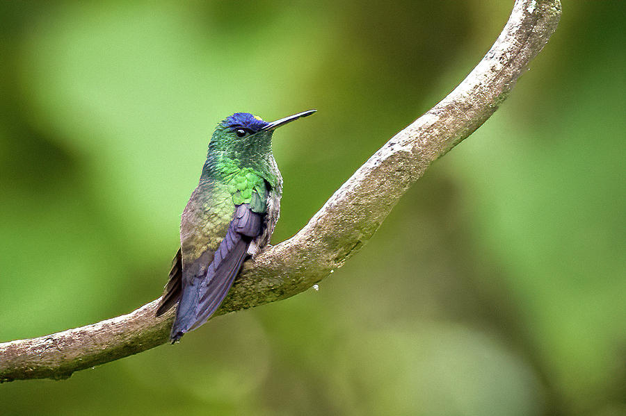 Indigo Capped Hummingbird Ukuku Juntas Tolima Colombia Photograph by Adam Rainoff