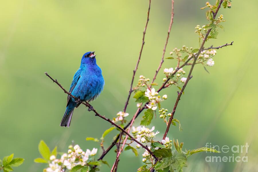 Indigo Songster Photograph by Jennifer Jenson - Fine Art America