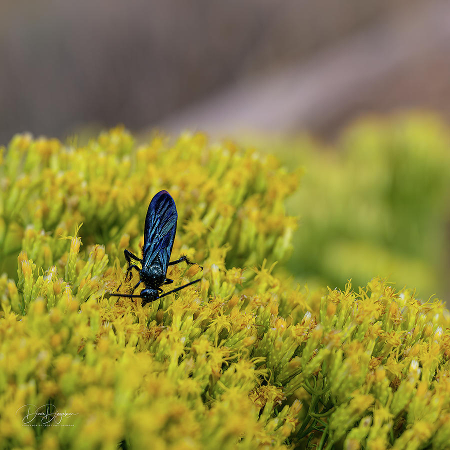 Indigo Wasp Photograph by Dave Diegelman