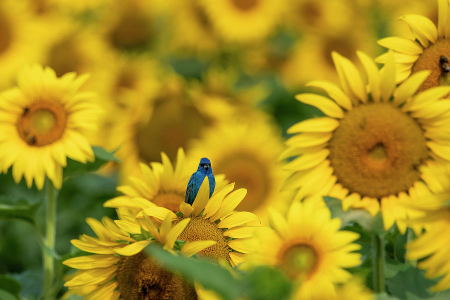 Indigp bunting in sunflower patch Photograph by Dan Friend