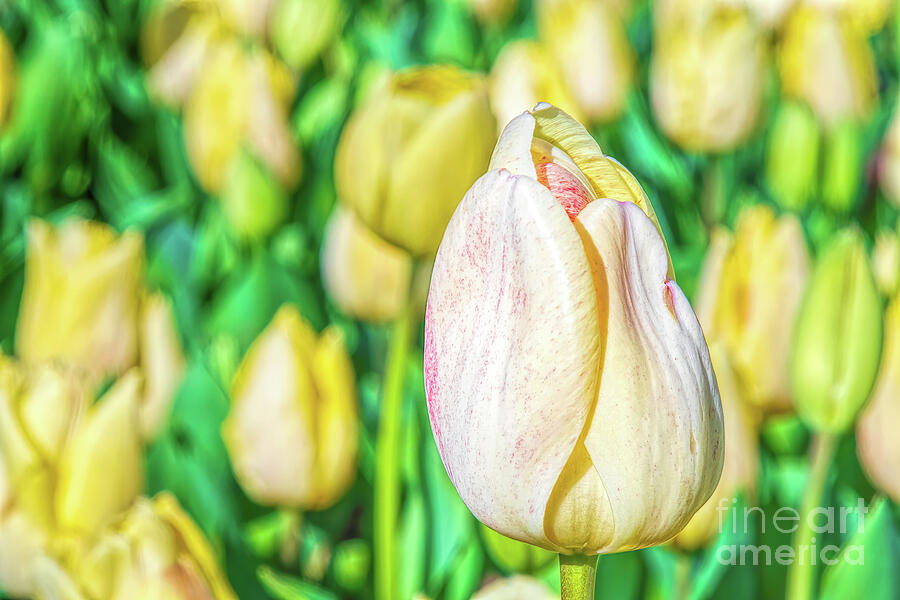 Tulip Photograph - Individual Worth by Jennifer Jenson