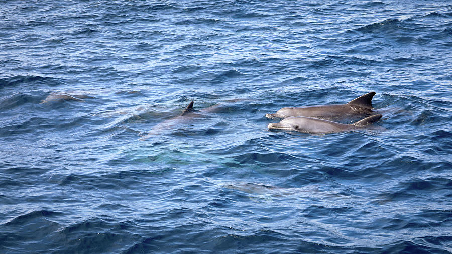 Indo Pacific Bottlenose Dolphins Photograph by Nicholas Blackwell