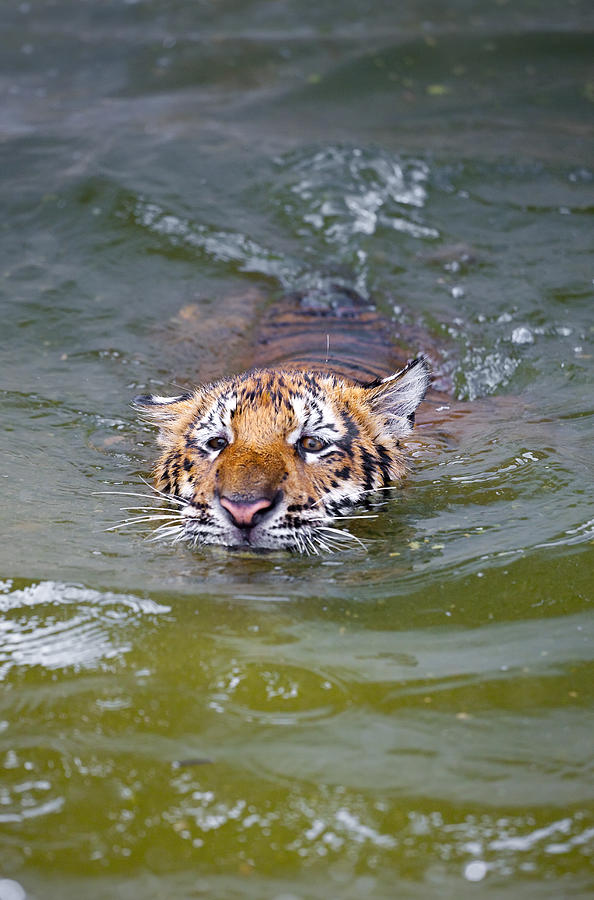 Indochinese or Corbetts Tiger Swimming, Thailand Photograph by Peter Adams