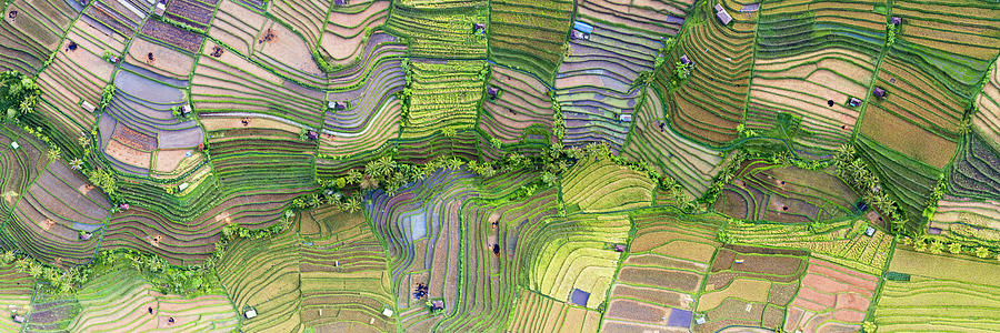 Indonesia bali Rice terraces aerial from above Photograph by Sonny Ryse