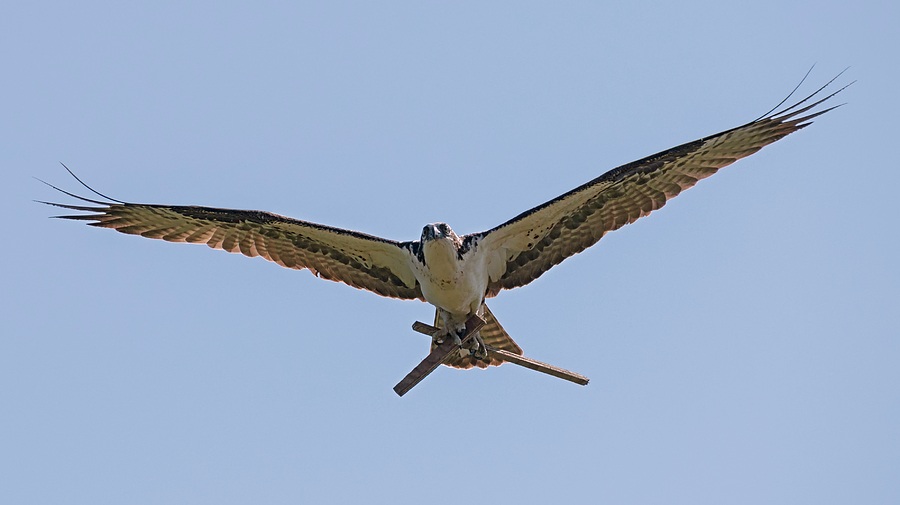 Industrious Osprey Photograph by Loree Johnson