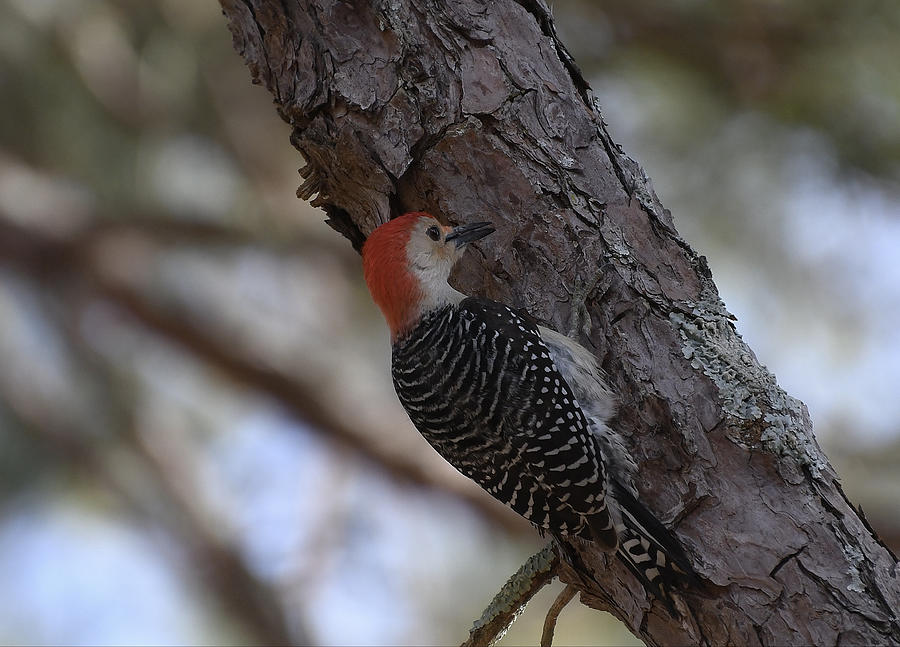 Industrious Woodpecker Photograph by Fraida Gutovich