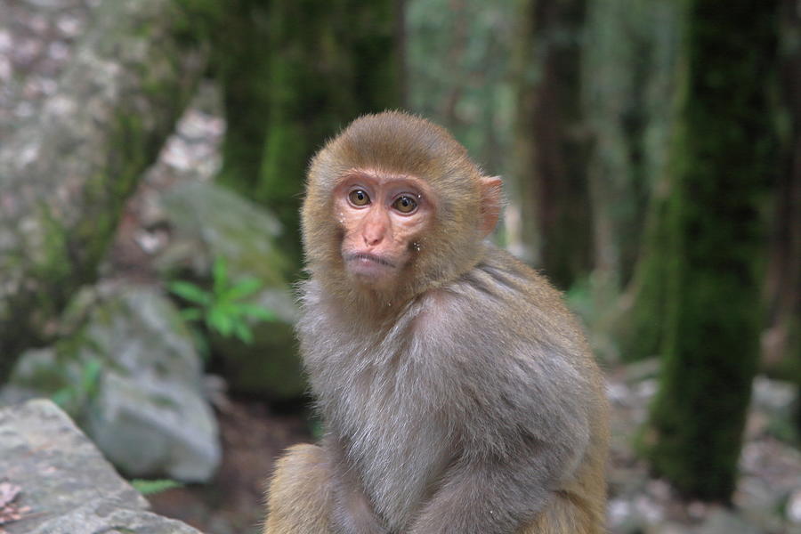 Wildlife Photograph - Infant Macaque Monkey by Aidan Moran