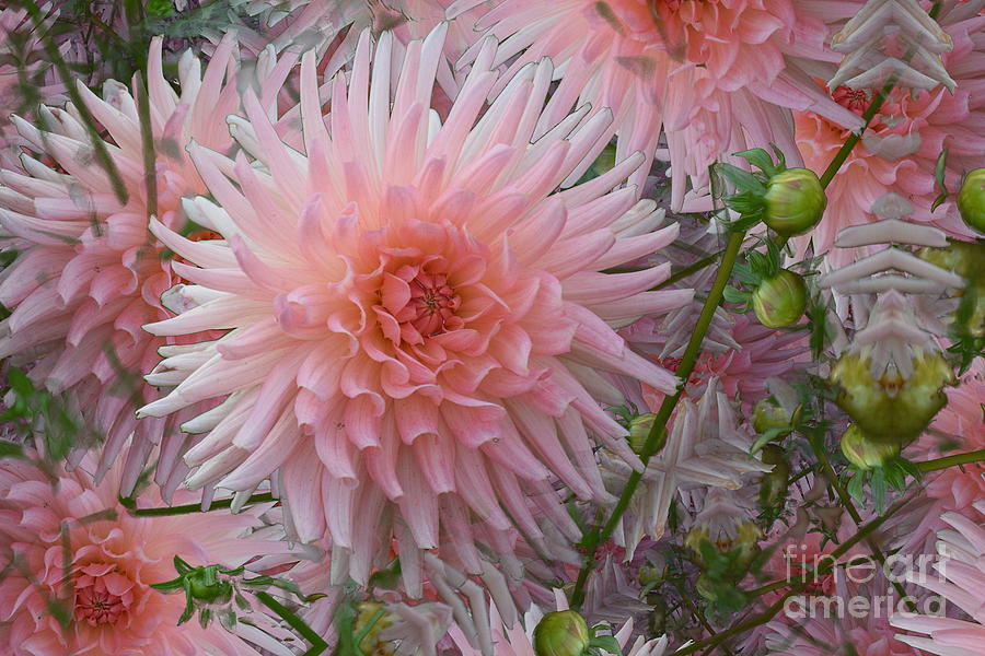 Infiite Pink Dahlia Dream Photograph by Toni Saddler-French