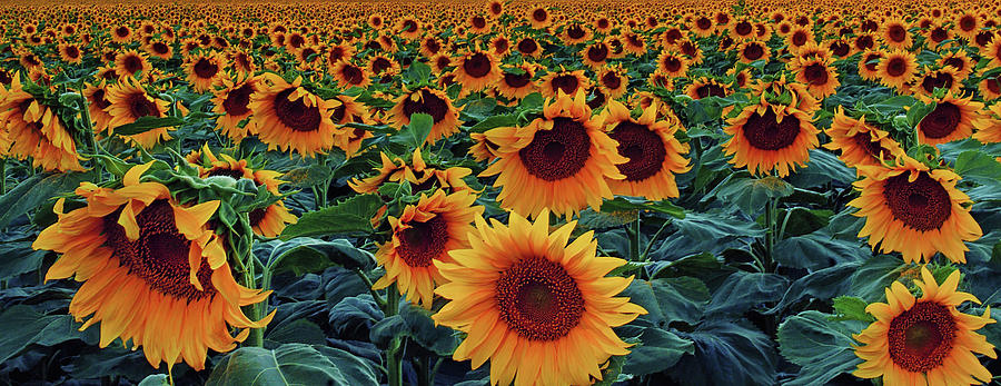 Infinite Sunflowers Photograph