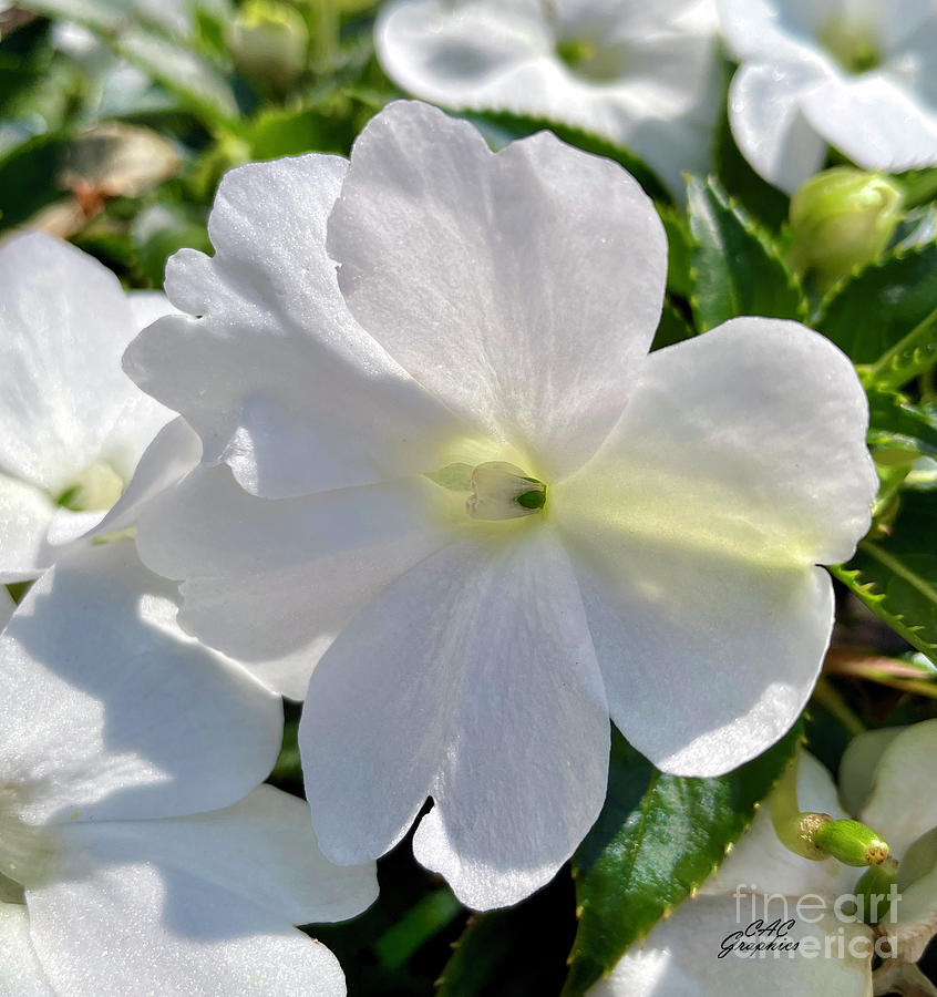 Infinity White Impatiens Photograph by CAC Graphics