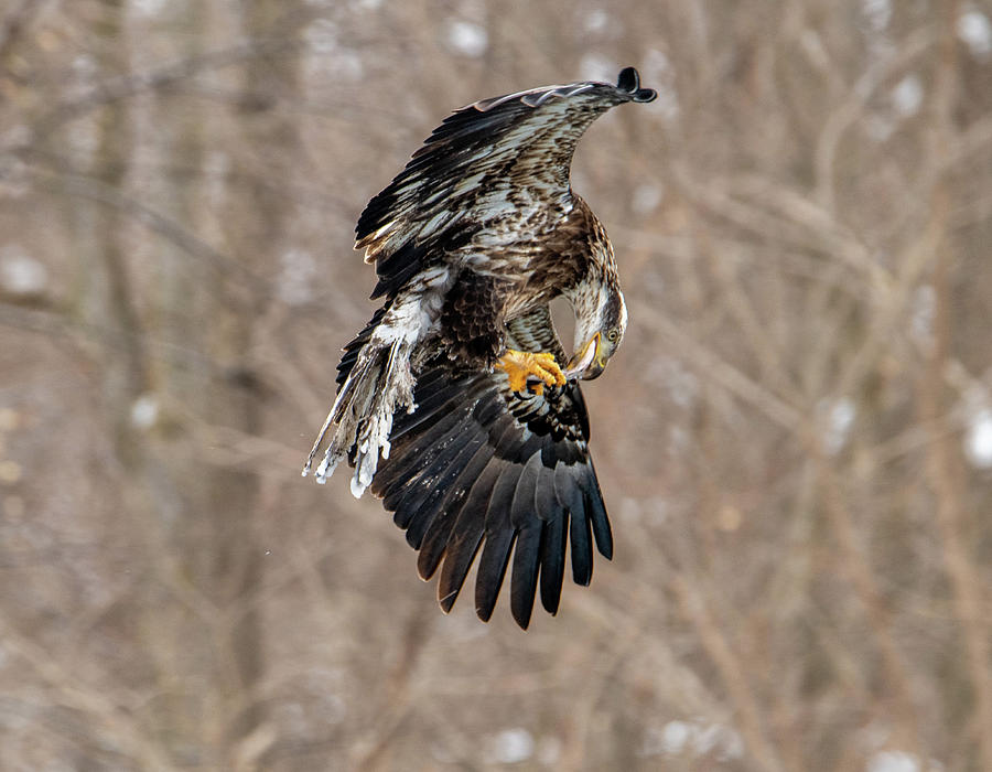 Inflight Meal Photograph by Christopher V Sherman - Fine Art America