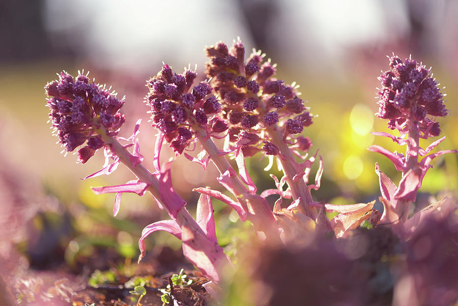 Inflorescences of Butterbur Photograph by Jenny Rainbow