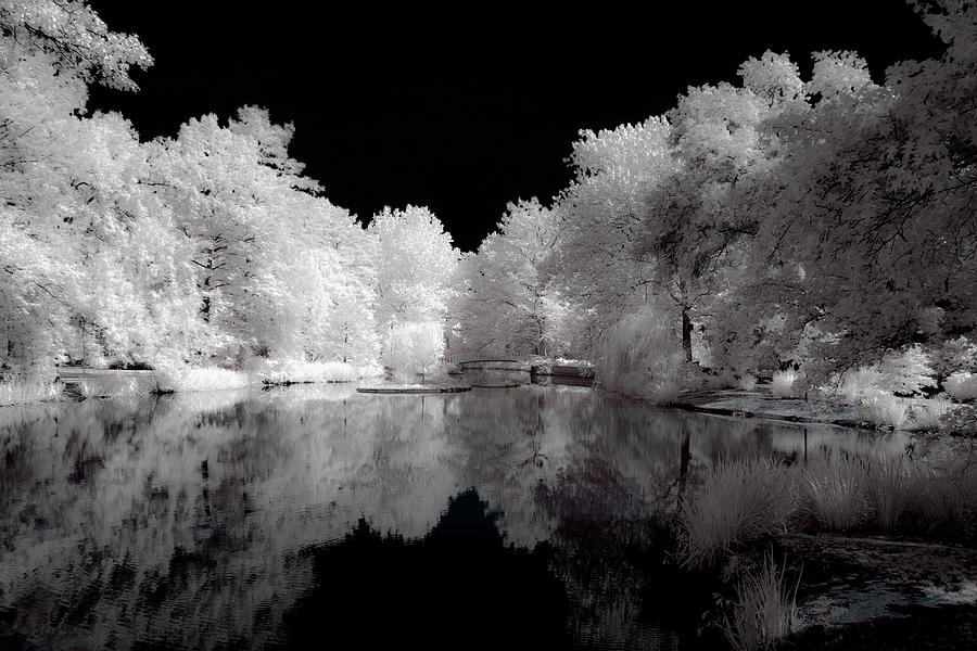 Infrared at the Arboretum Photograph by Jay Stockhaus