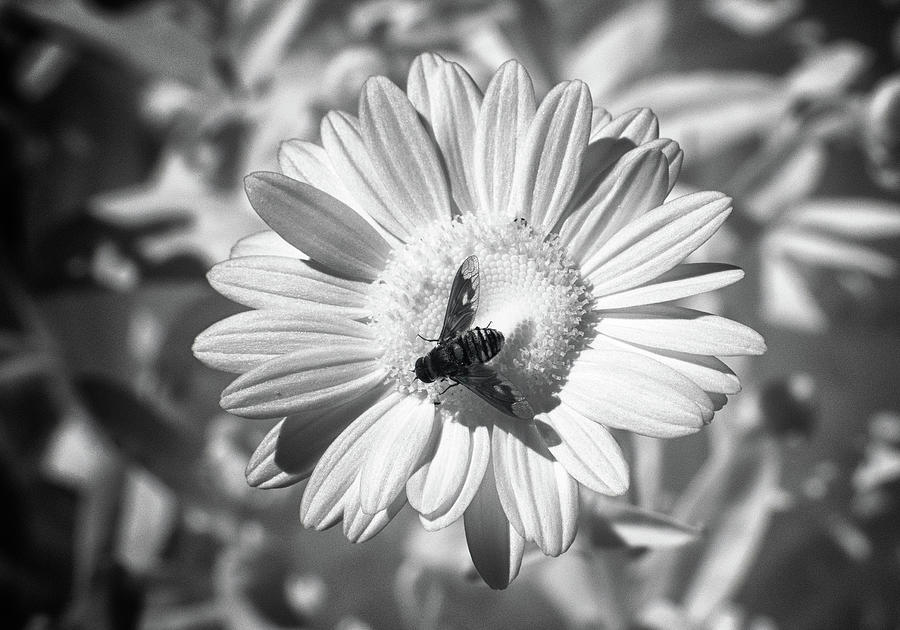 Infrared - Bee Photograph by Minnie Gallman
