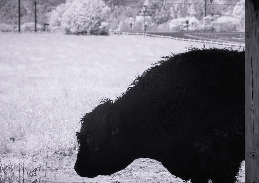 Infrared - Belted Galloway Photograph by Minnie Gallman