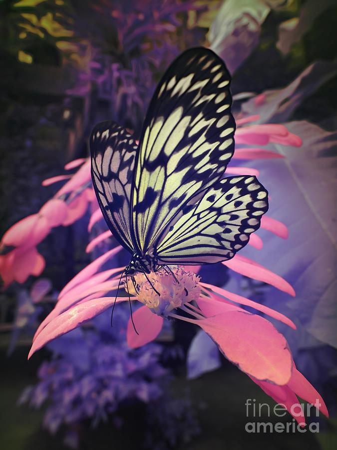 Butterfly Photograph - Infrared Butterfly by Linda Ouellette