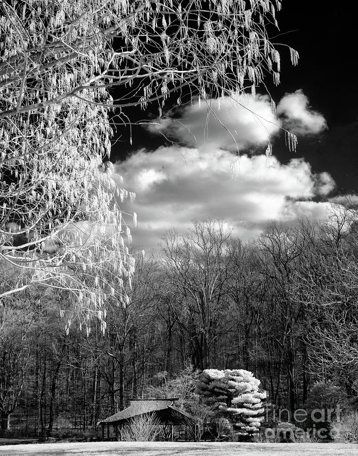 Infrared in the park Photograph by Izet Kapetanovic
