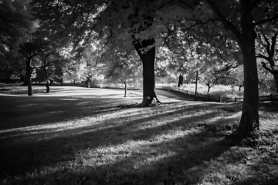 Infrared morning park scene Photograph by Sven Brogren