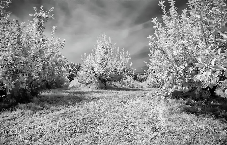 Infrared Orchard Photograph by Anthony Sacco