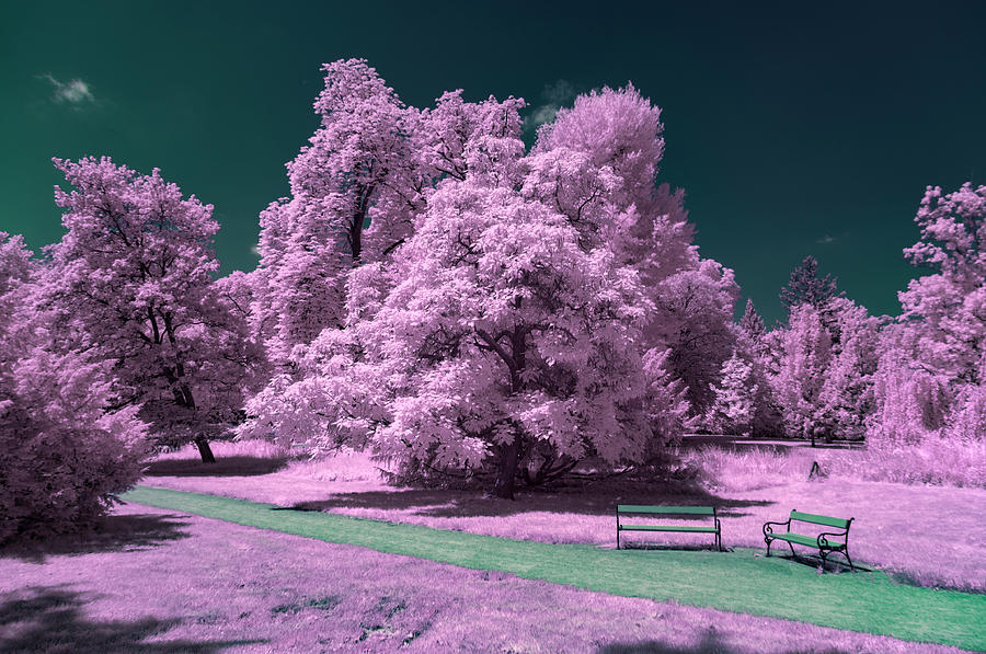 Infrared Photo From Luzanky Park, Brno Photograph By Miklos Greczi - Pixels