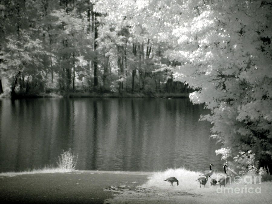 Infrared Shore Photograph by Rodger Painter