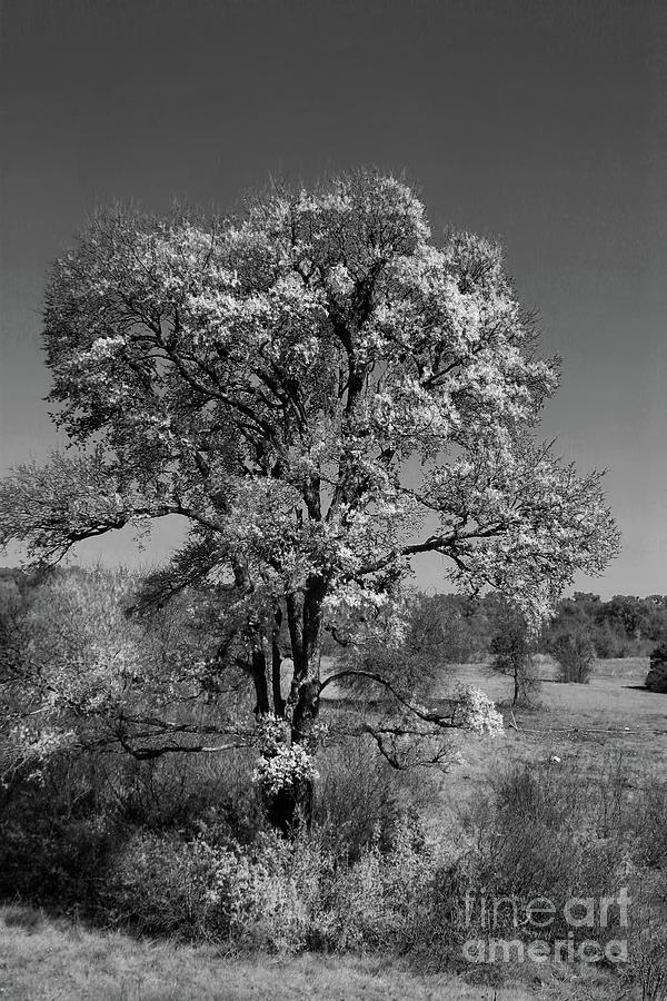 Black And White Photograph - Infrared Tree by Joan Bertucci
