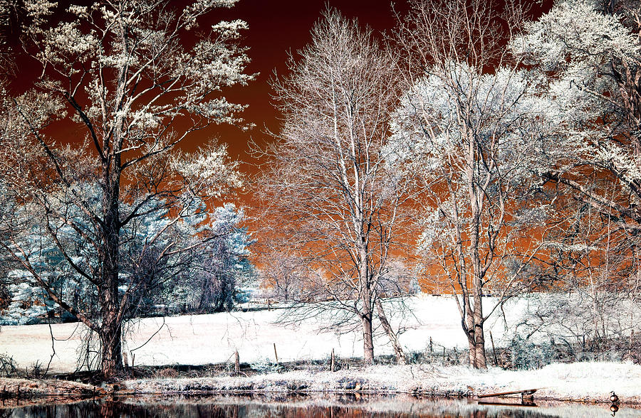 Infrared Trees Along the Pond in New Jersey Photograph by John Rizzuto