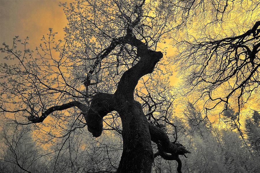 Infrared Trees Photograph by Neil R Finlay