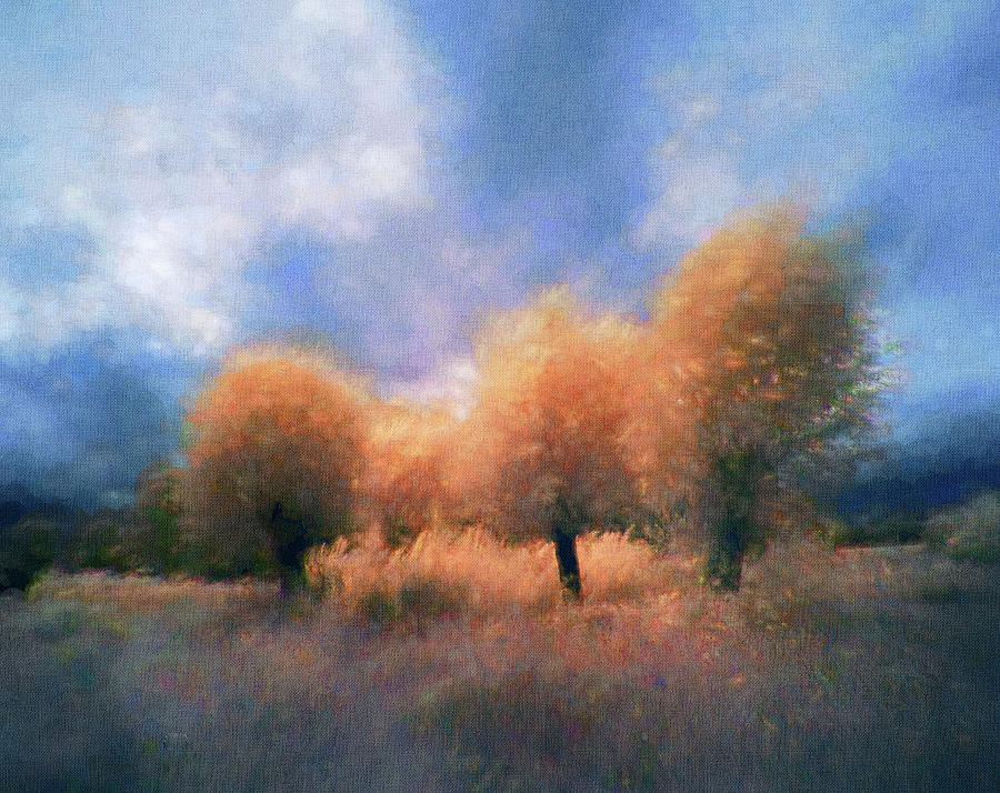 Infrared Trees Digital Art by Terry Davis