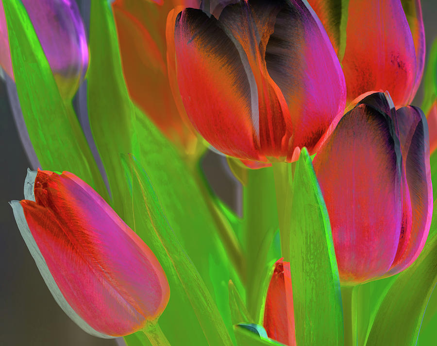 Infrared Tulips Double Exposure Digital Art by Marianne Campolongo