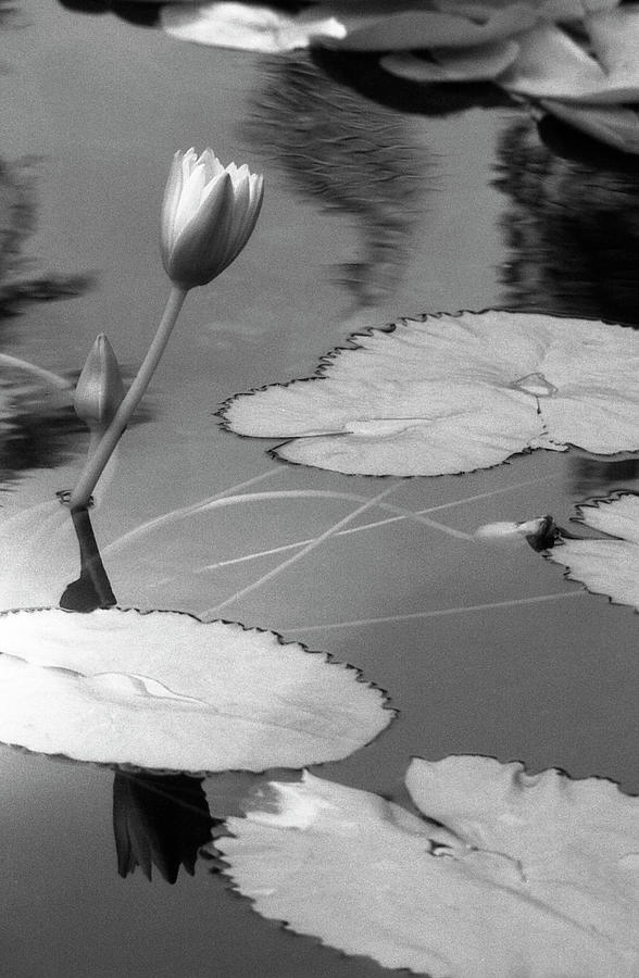 Infrared - Water Lily - Solitude Photograph by Pamela Critchlow