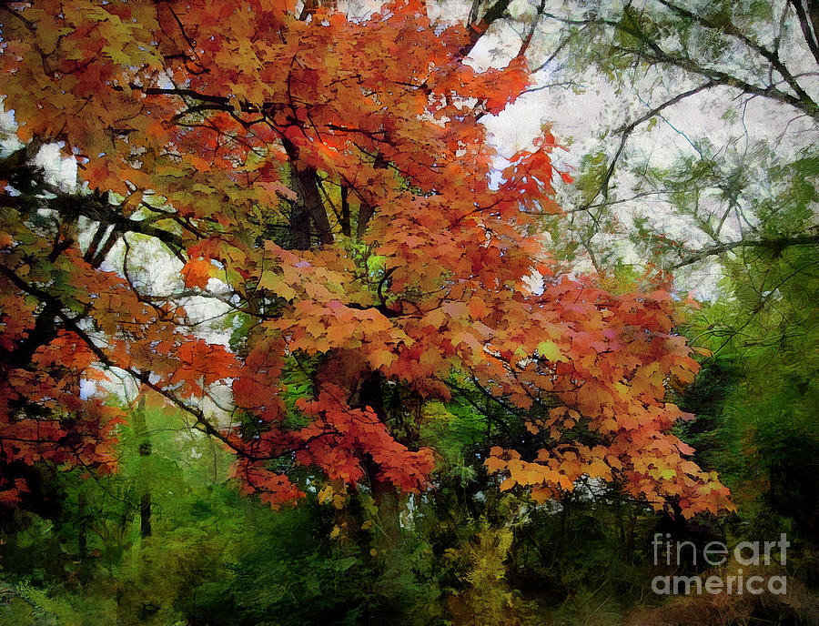 Infusion Of Autumn Photograph by Cedric Hampton