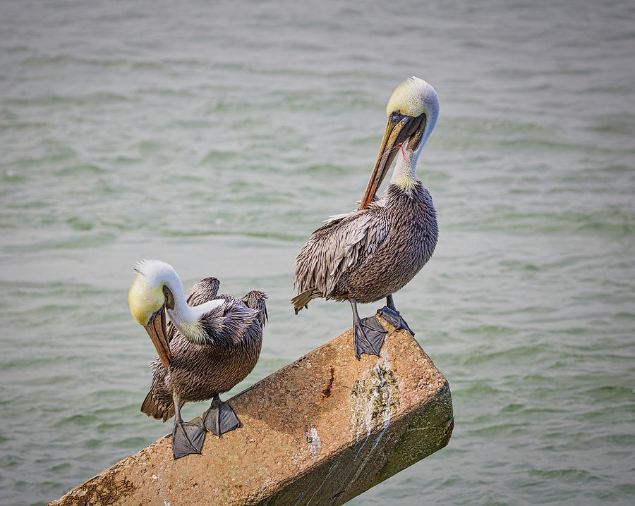 Injured Pelican Photograph by Fran Gallogly