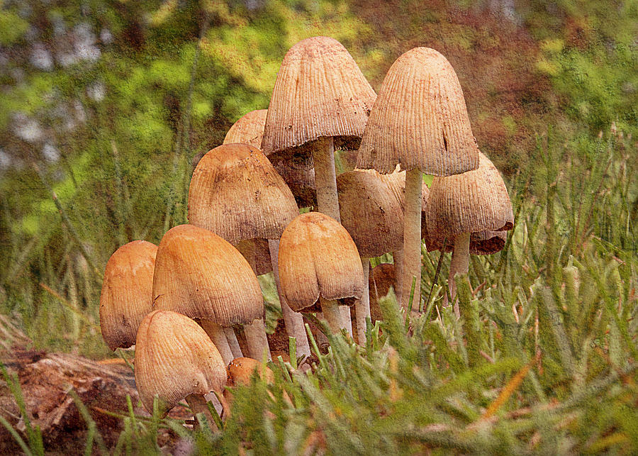 Mushroom Photograph - Inky Cap Mushrooms - horizontal by Patti Deters