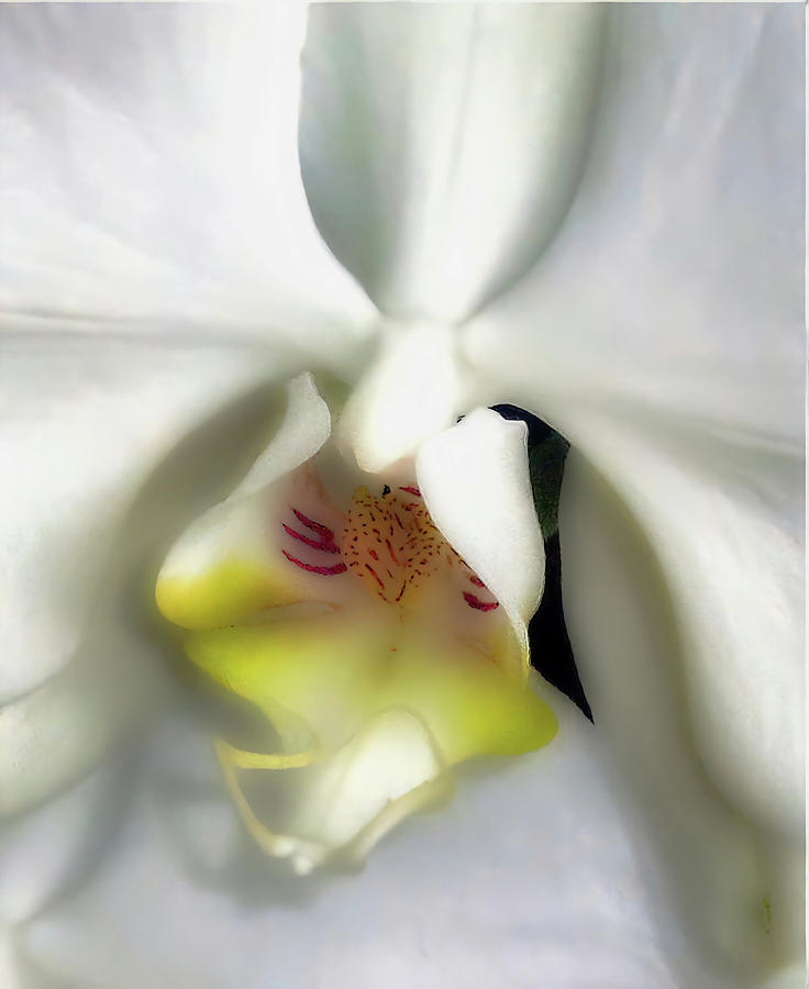Orchid Photograph - Inner Angel by Mindy Newman