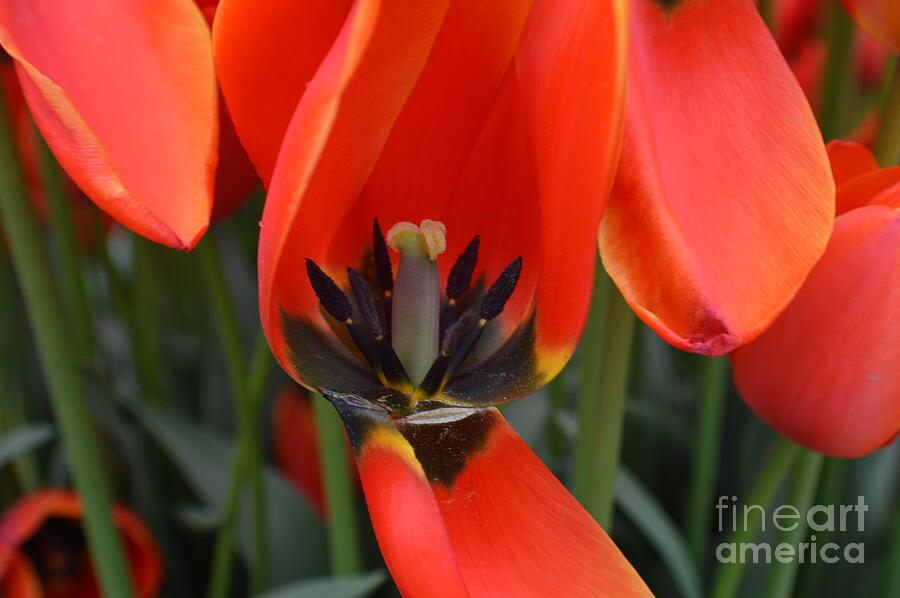 Inner Beauty Photograph by Ekta Gupta - Fine Art America Inner Beauty by Ekta Gupta