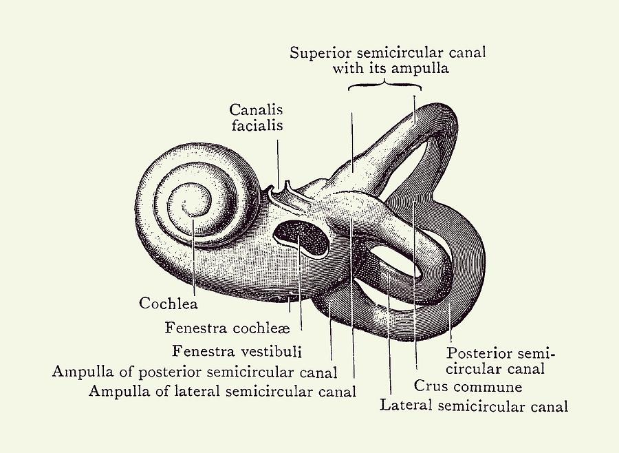 Inner Ear Anatomy Diagram - Vintage Poster 2 Drawing by Vintage Anatomy Prints